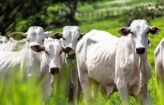 cattle farming